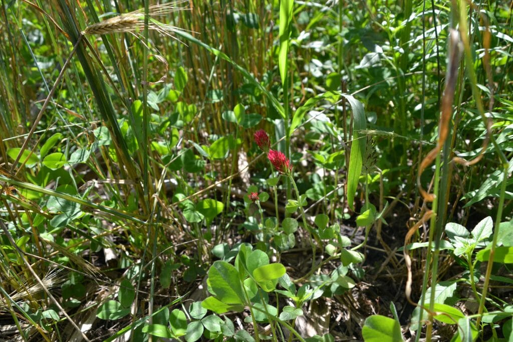 Clover growing under small grain canopy