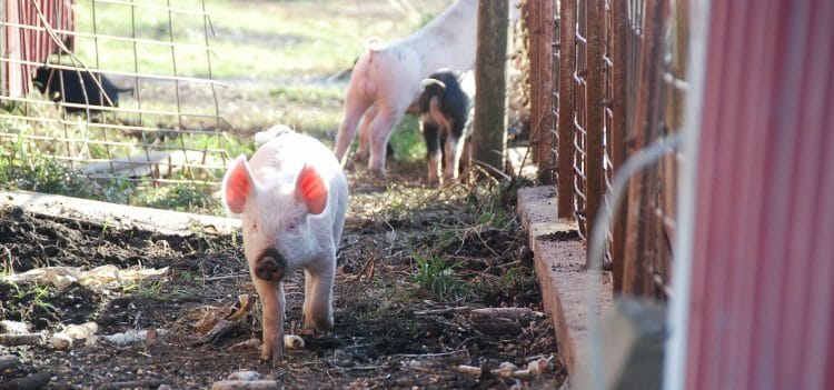 Feeding hybrid rye to grow finish pigs