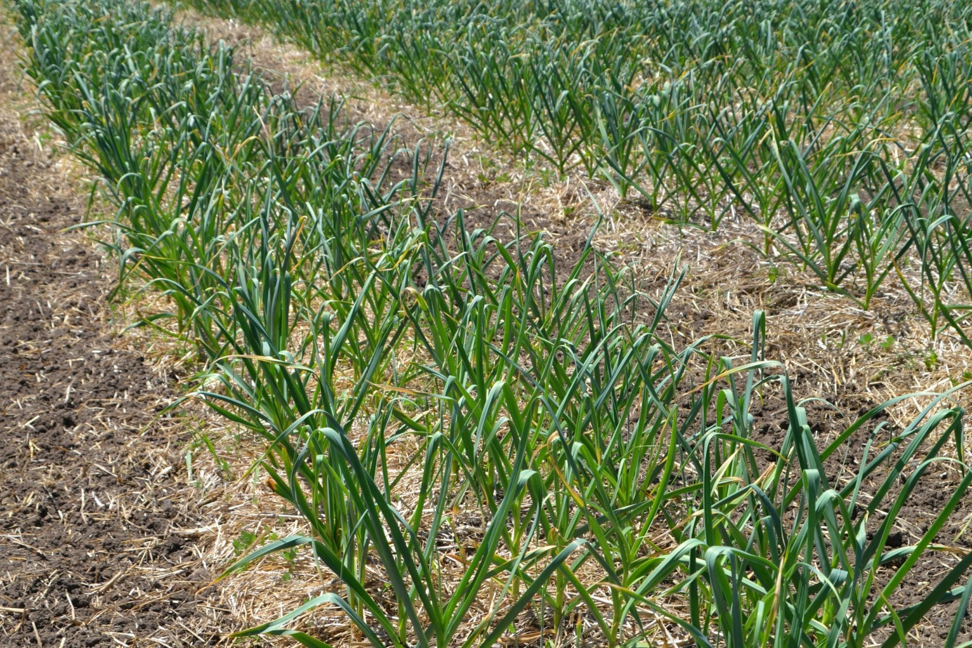 Garlic Production at Grade A Garden: Harvest, Bunching, Hanging ...