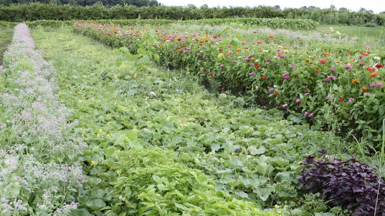 Integrating Cover Crops on a Vegetable and Poultry Farm – Termination ...