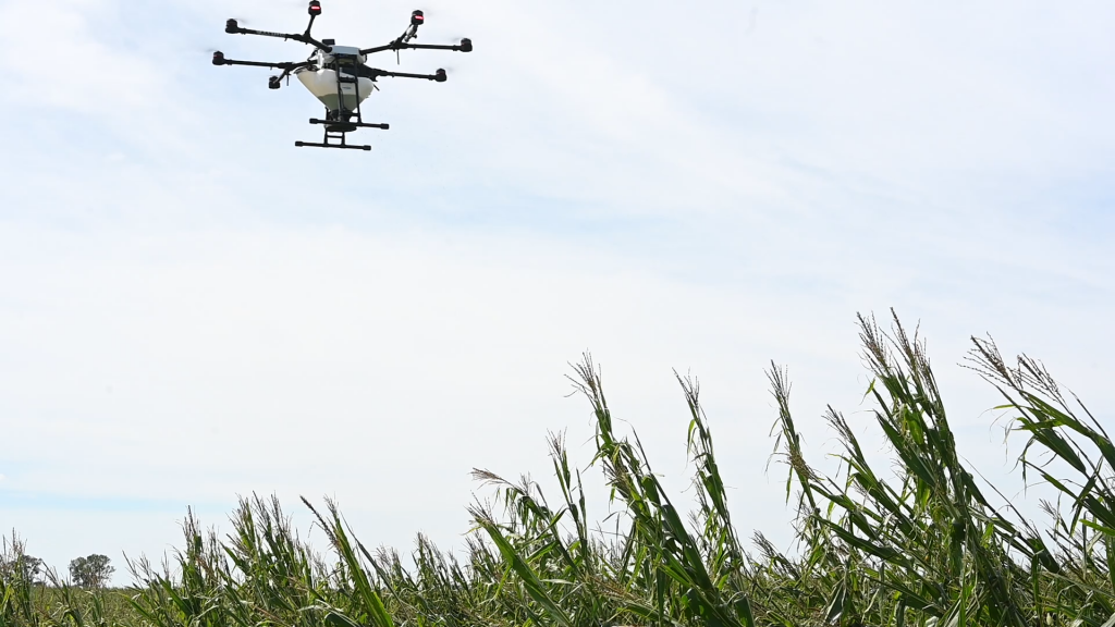 drone seeding cover crops into damaged corn