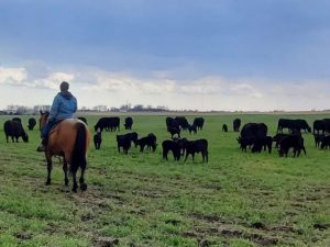 Bill Frederick checks on cow calf pairs grazing spring rye in Jefferson IA 768x554