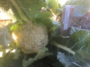 Sellz Cauliflower (5)