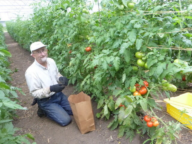 Tim Landgraf with tomato trial