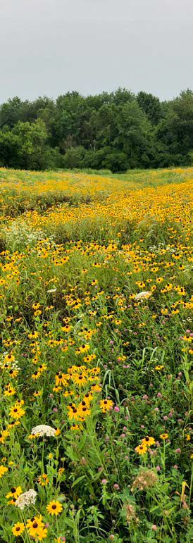 pollinator habitat on farm