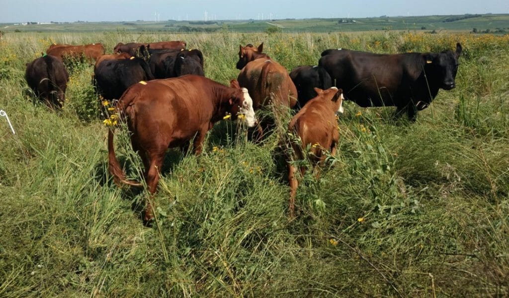 Cattle turned into the CRP field on August 2, 2018