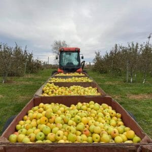 Apple harvest wilson facebook