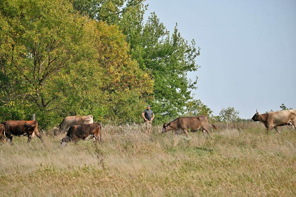 Kevin Dietzel with his cows on pasture, Sept. 25, 2020