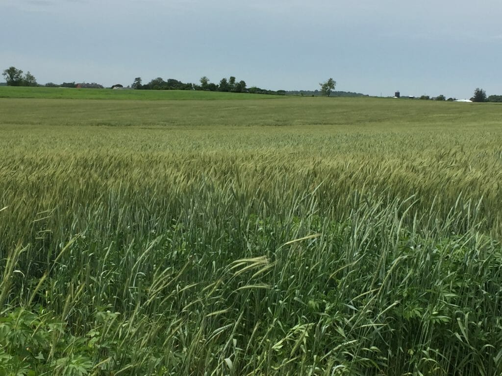 Hybrid rye field