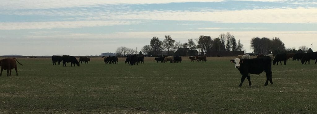 Cattle graze a cereal rye and oat cover crop field in early November at the Albright farm