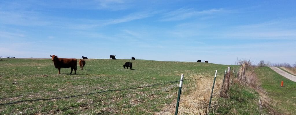Cows grazing a cereal rye and oats mix