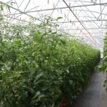Hydroponic tomatoes at 3 Bees Farm operated by Brahms family