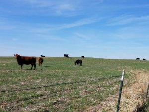 Cows in covercrop