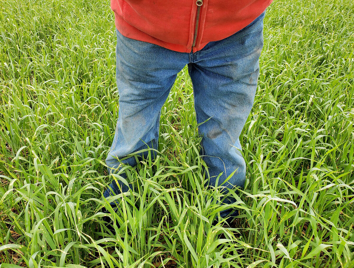 Cereal Rye 2
