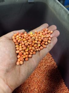 Sam Bennett holding treated soybean seed