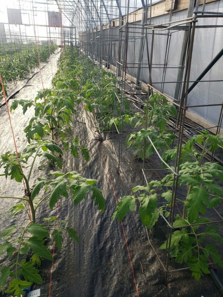 Image of tomato plants growing in a high tunnel