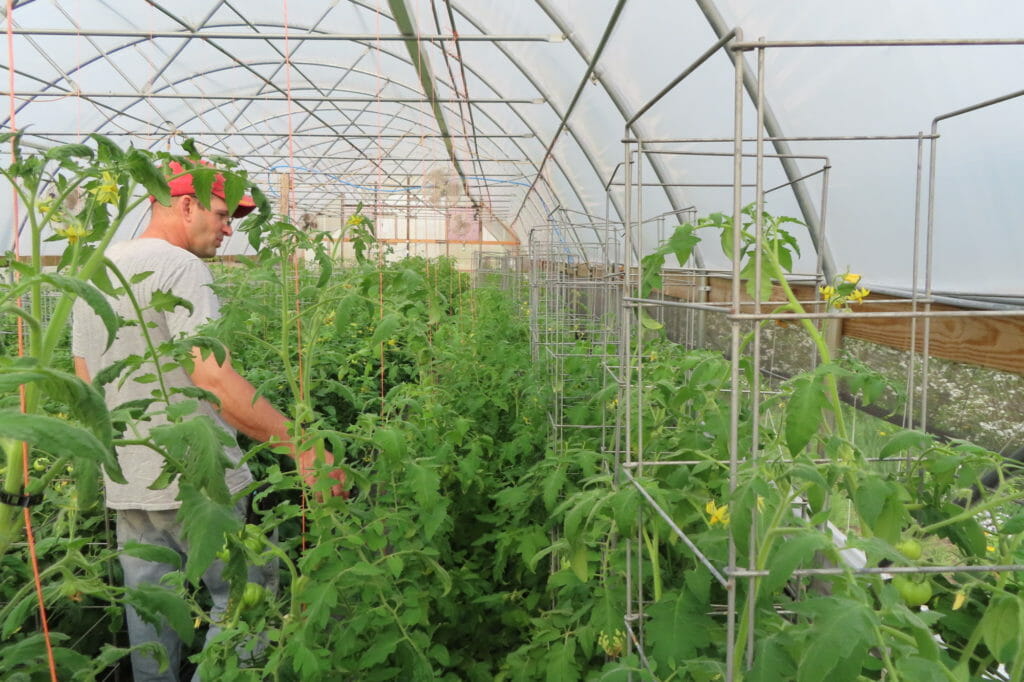 man in high tunnel with trellised and caged tomato plants