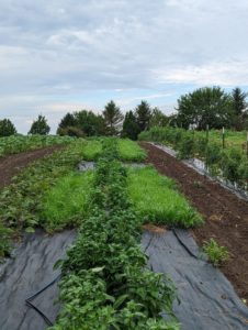 Row of bell peppers in field with alternating living mulch and landscape fabric