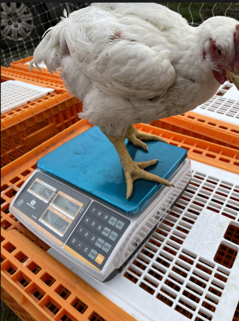 3.Final Chicken Weigh In