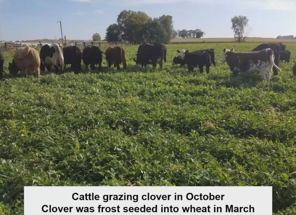 Scotts cattle grazing clover