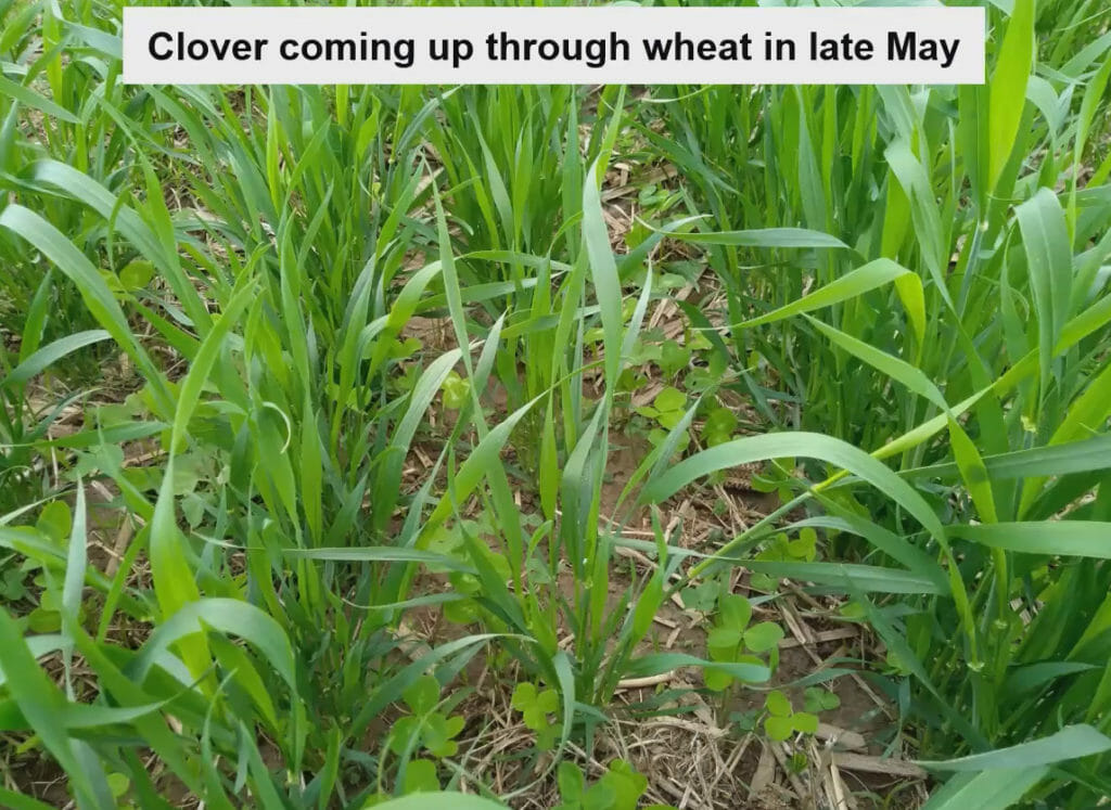 Clover and wheat