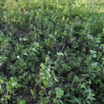 3.Cover Crop on July 10