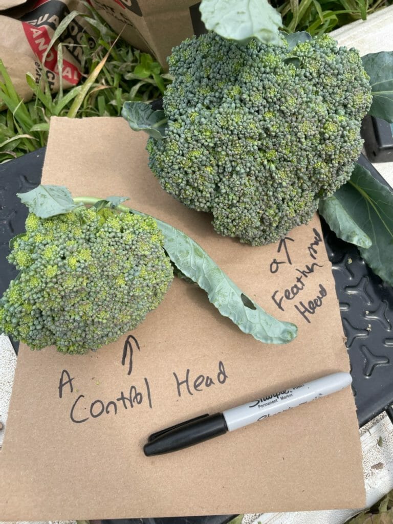 Broccoli feather meal v control head at Kate Edwards Farm