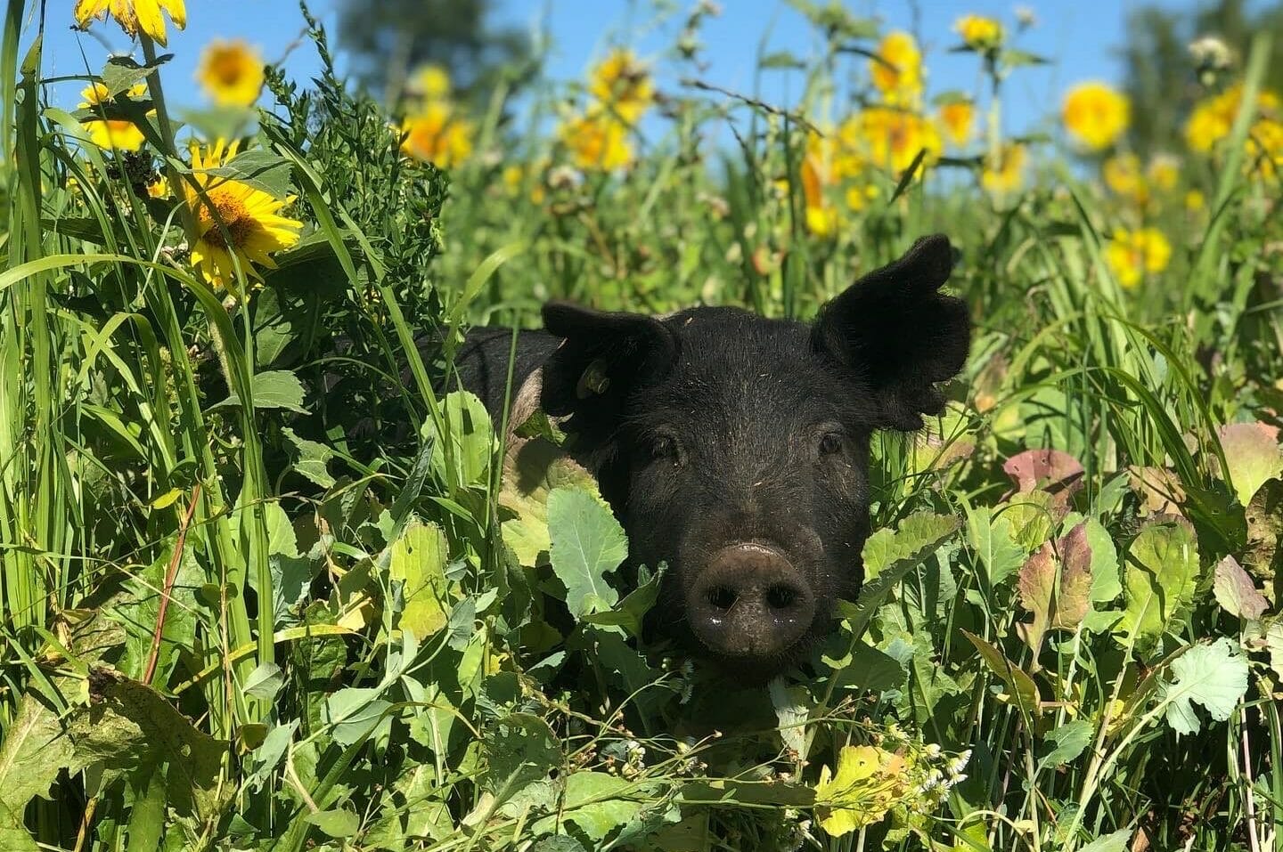 Pig in sunflowers