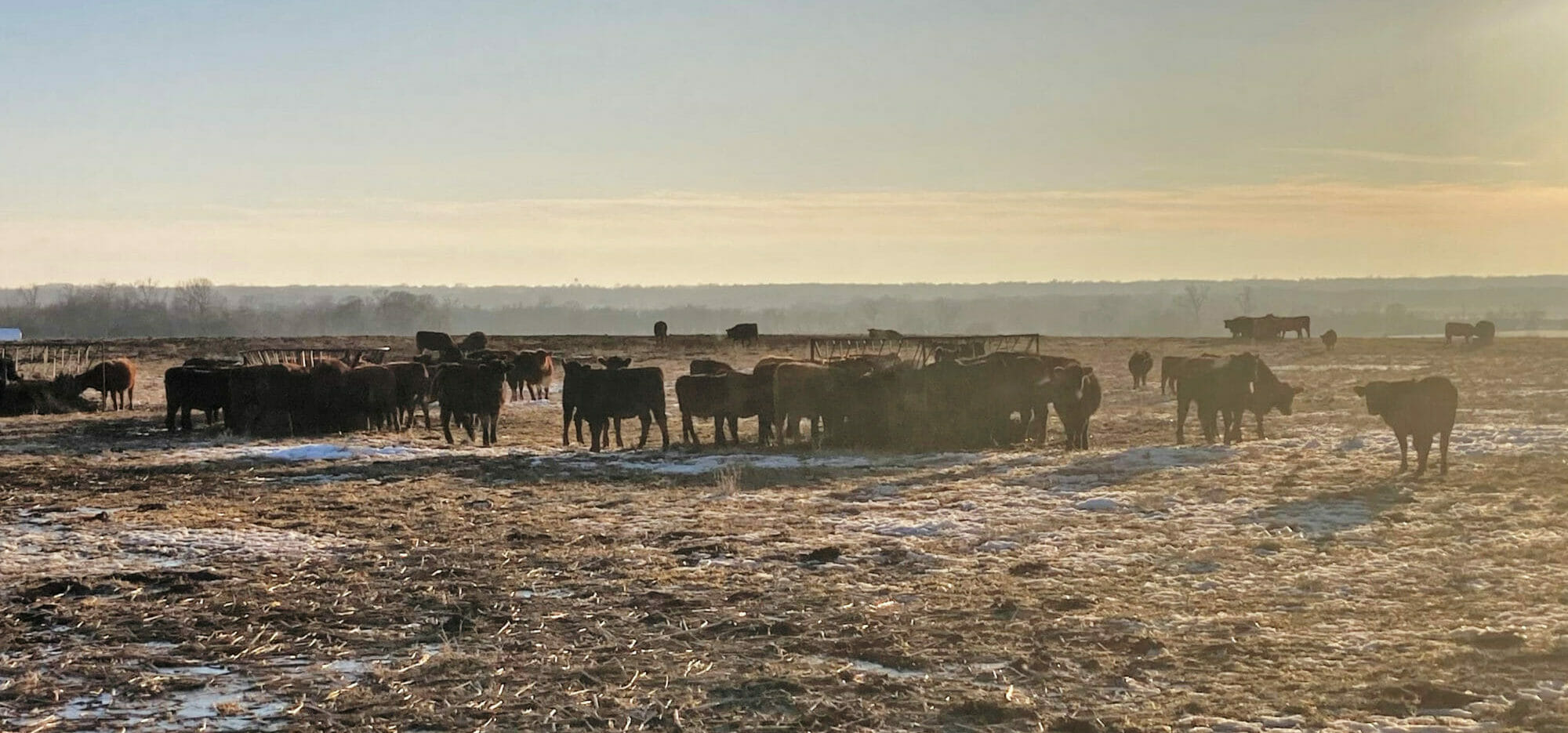 Carney bruce 80 head of cattle winter