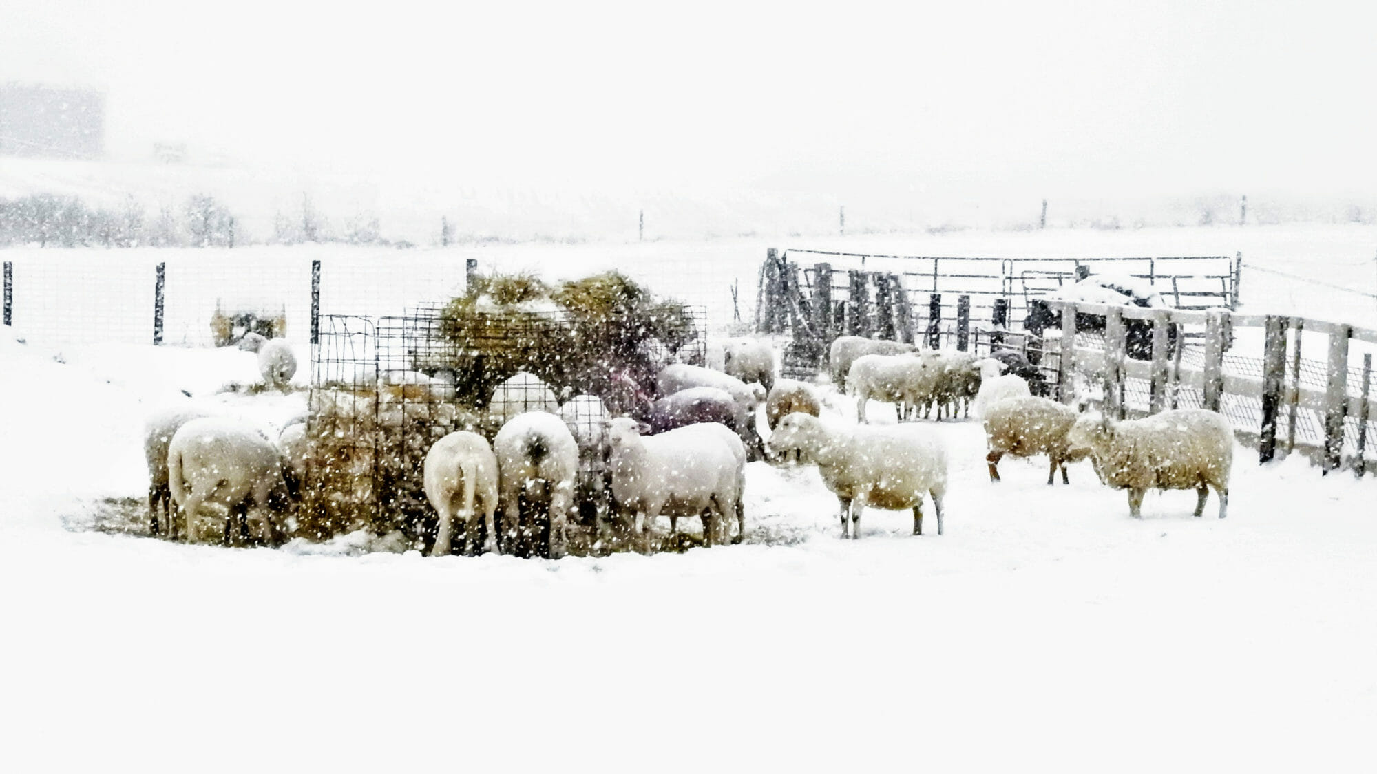 Winter sheep at cory family farm