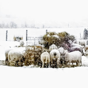 Winter sheep square