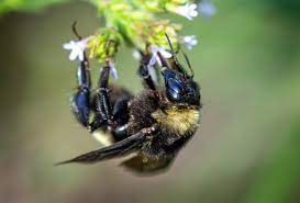 American bumblebee (Photo courtesy of Wisconsin DNR)
