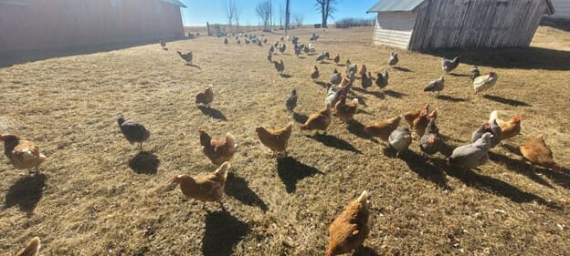 Chickens in the pasture on Amber Novegen farm