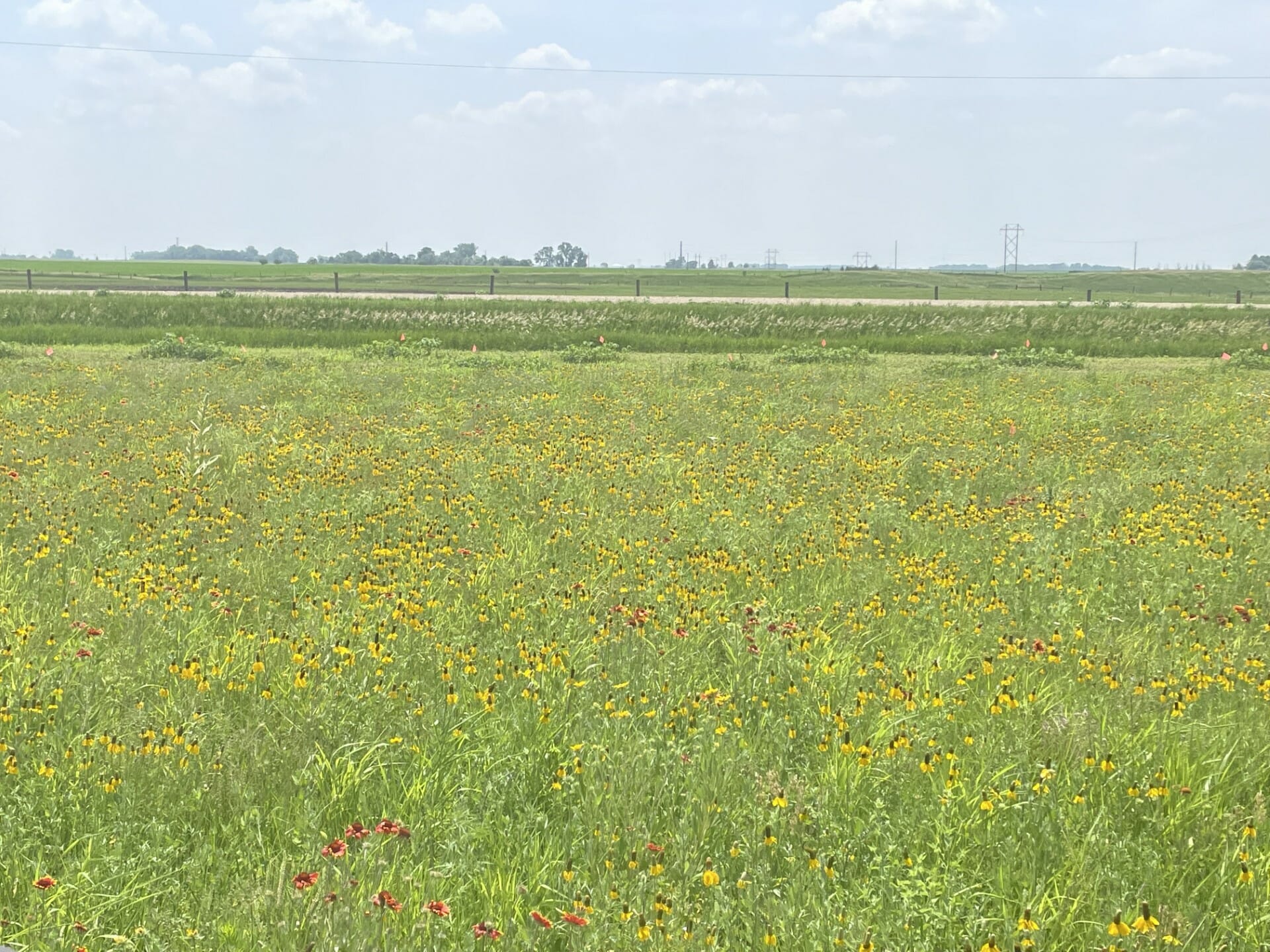 Coneflowers on The Prairie Flower Farm
