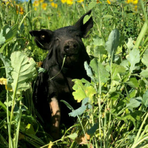 Dayna Burtness pasture pig