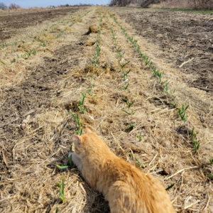 A cat lays in a field of garlic on Blue Gate Farm. 