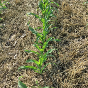 Corn growing through mulch of cereal rye