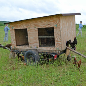Chickens graze outside their custom built chicken coop built on a wagon.