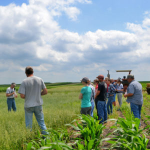 Attendees stand in a corn field during a field day presentation. 