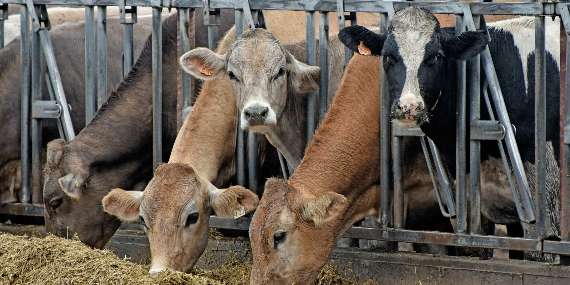 Cows graze hay through a feed rail. 