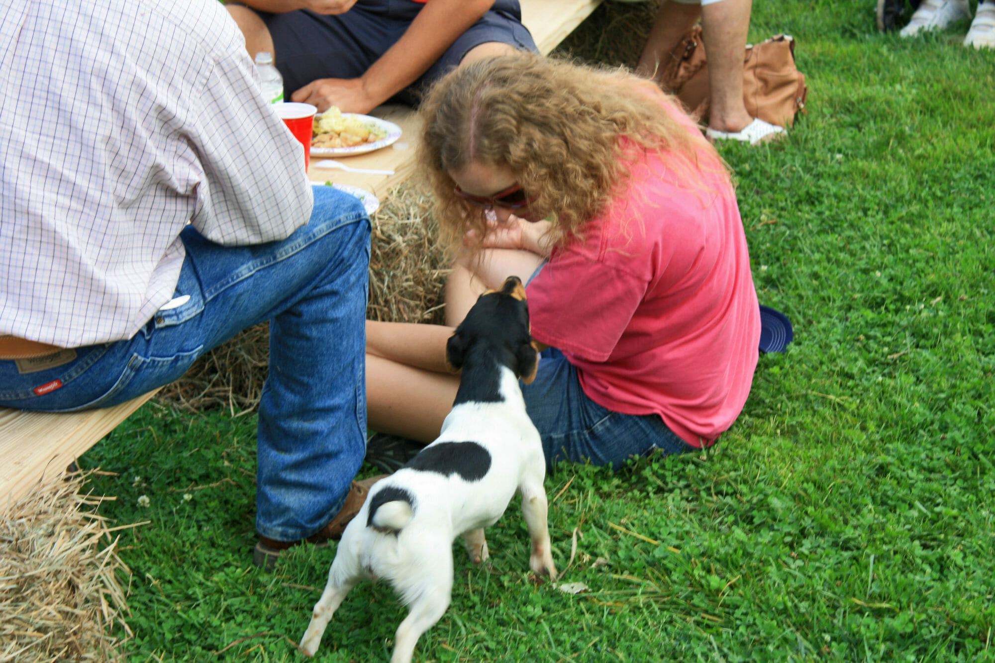 Small black and white dog greets attendee of a field day