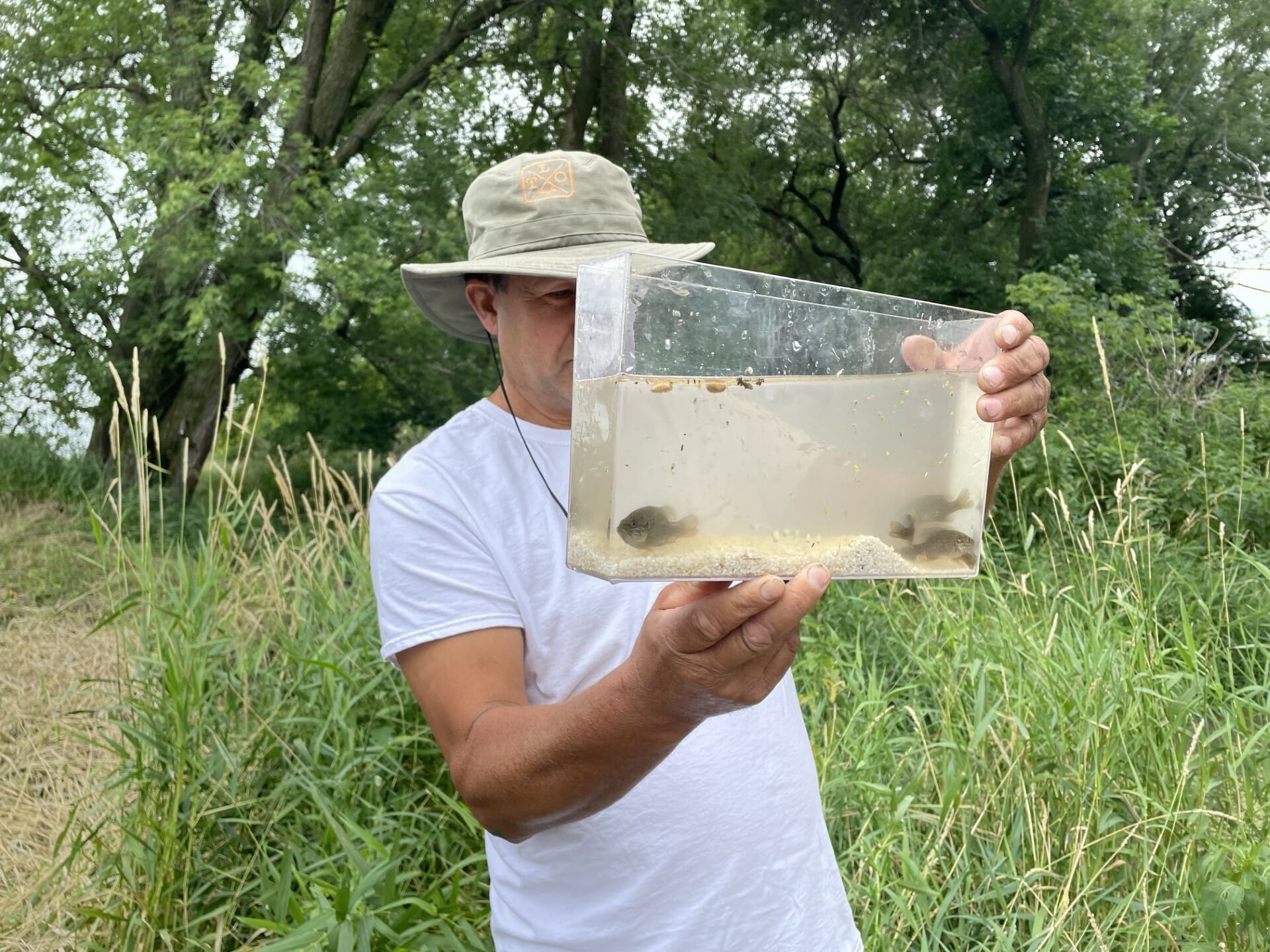 Minnows and sunfish found in Law farm oxbow