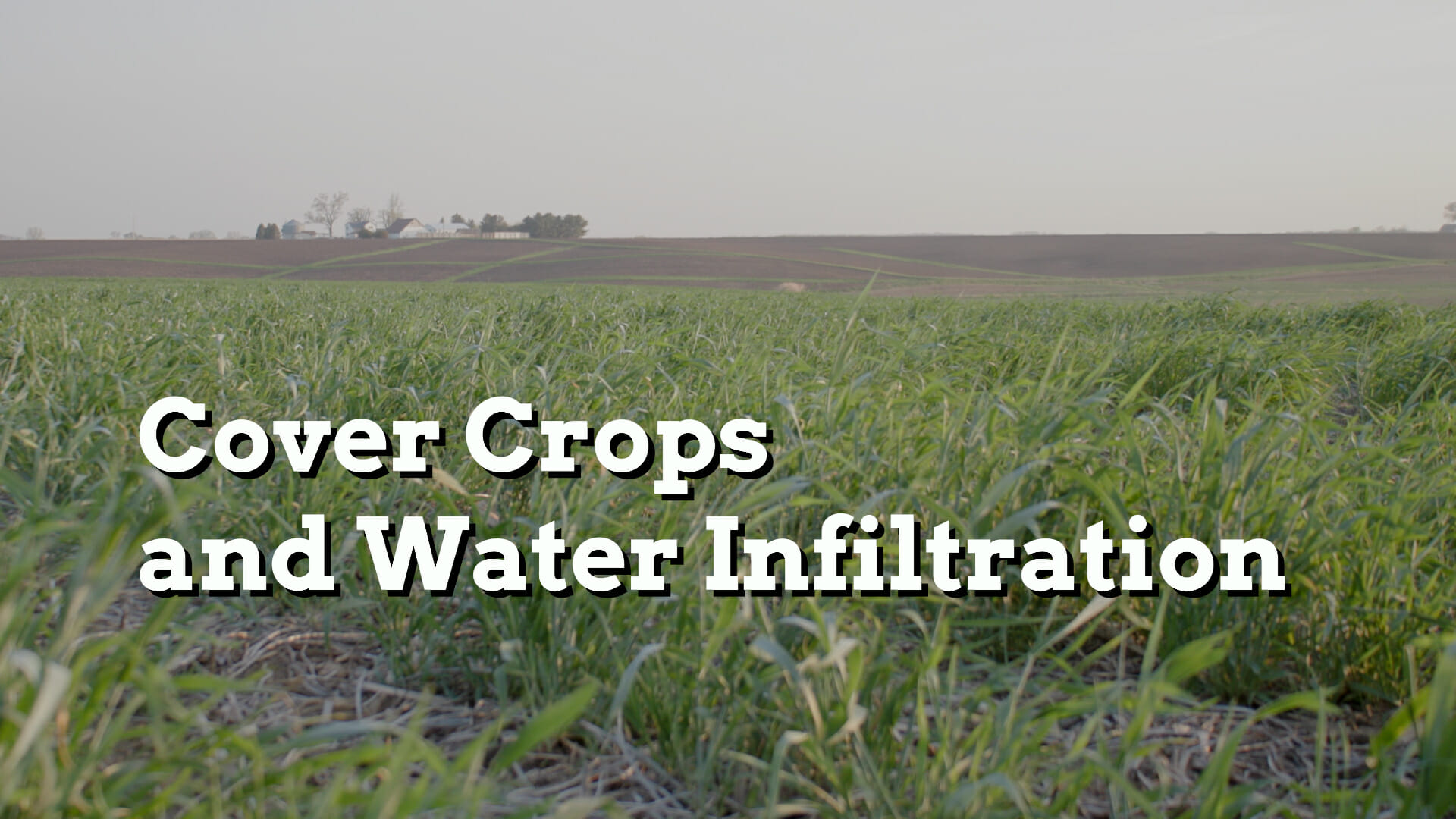 Cover Crops To Improve Soil Structure And Water Infiltration ...