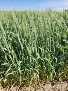 Sheetz green wheat