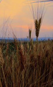 Sheetz wheat close up sunset