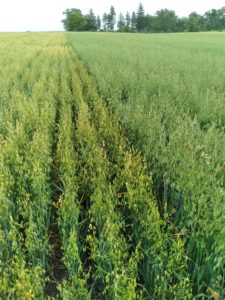 Neil Peterson's oat variety trial