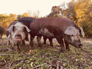 Hereford pigs in mud
