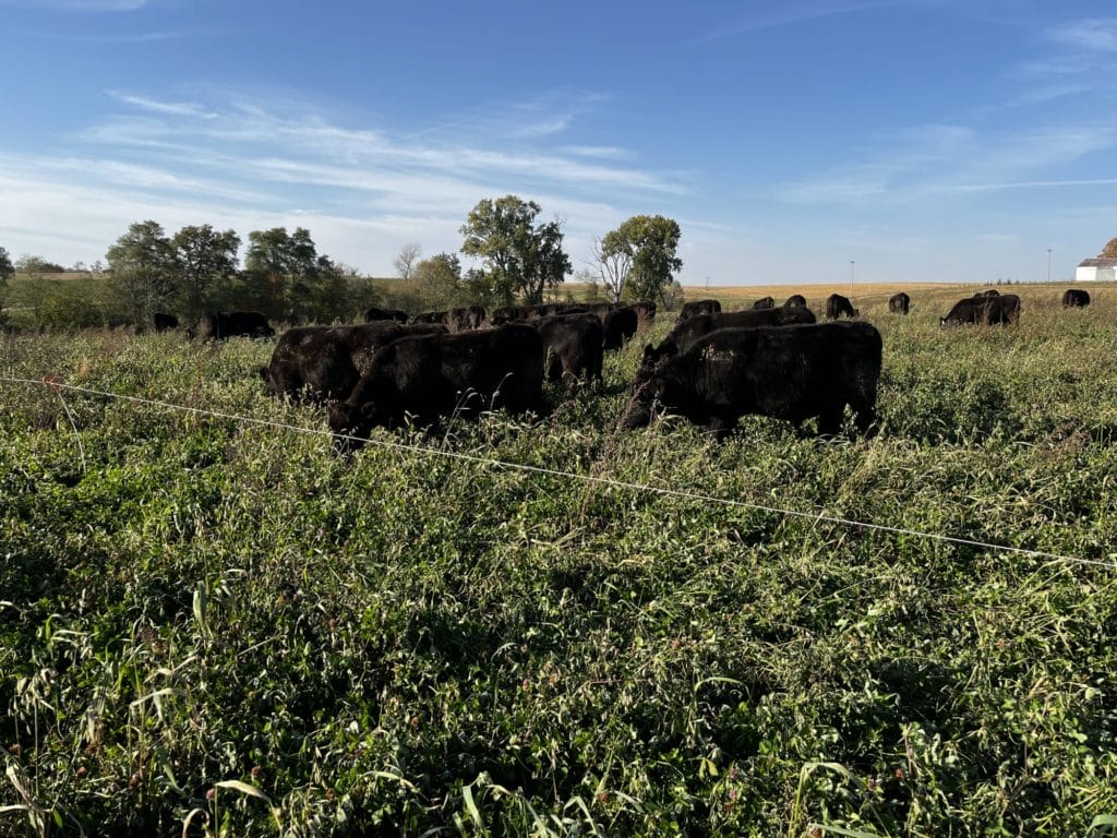 Doug Linker's cattle