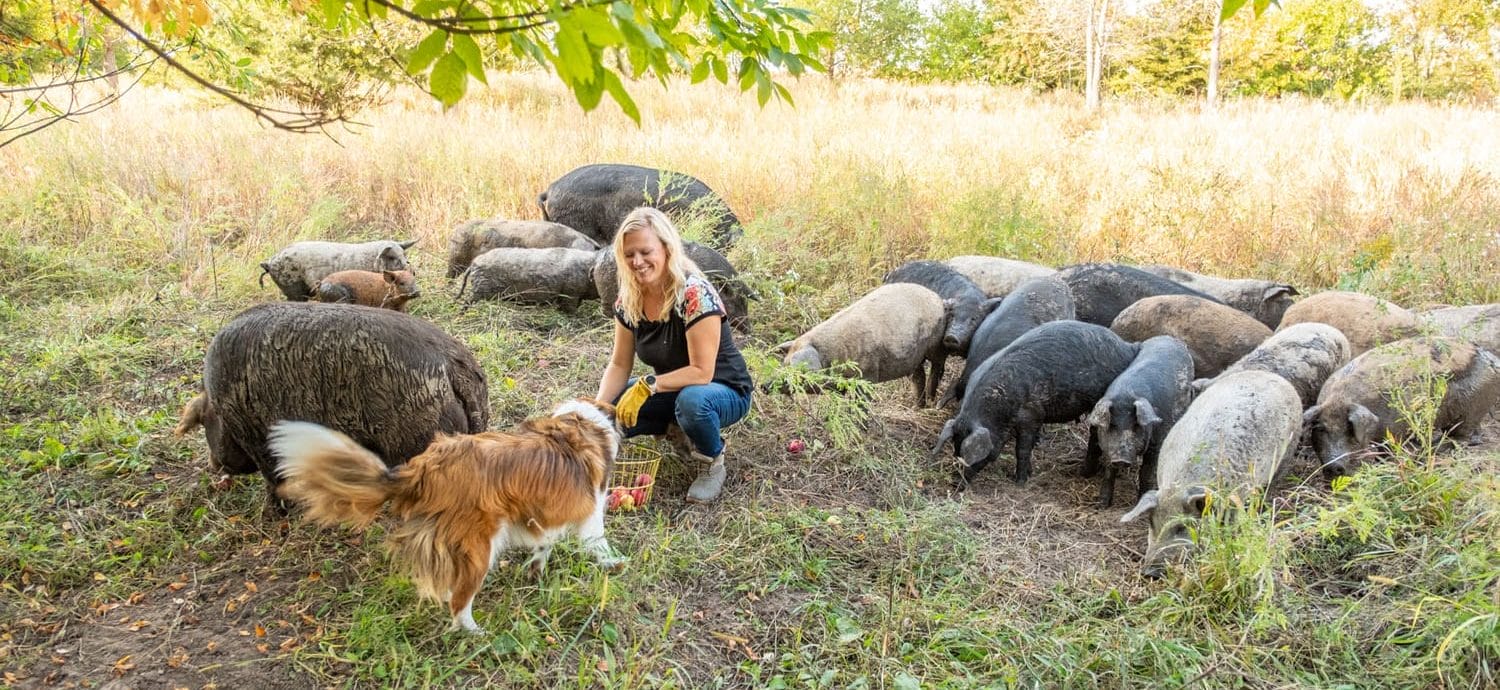 Laura Tidrick squats down in a pasture surrounded by pigs as she feeds them apples from a basket while her dog investigates.