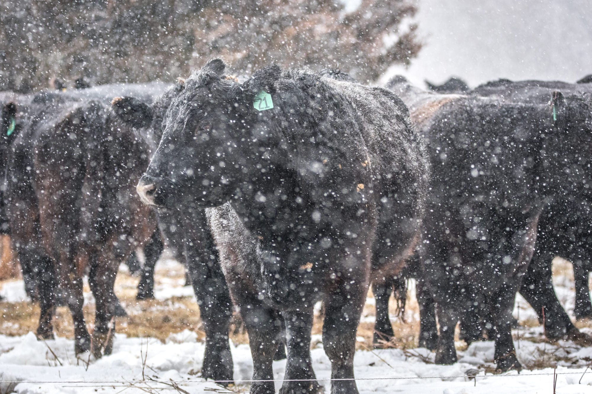 Practical Farmers Of Iowa S 2024 Winter Webinar Season Starts Jan 30   PFI Winter Webinars 1 